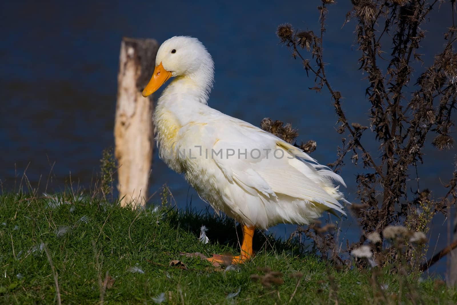 One white duck