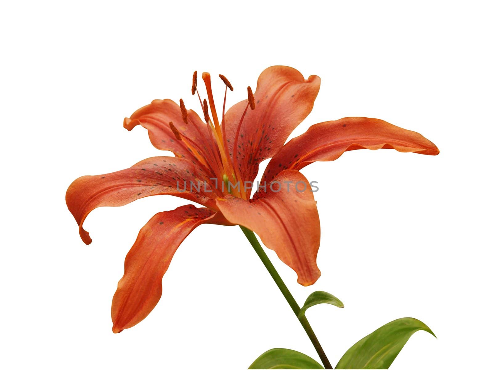 Orange Lily by MargoJH