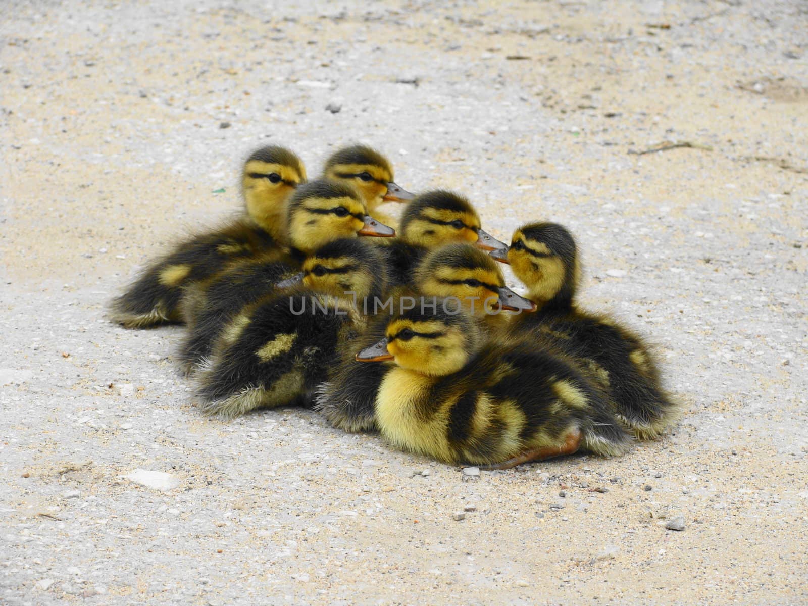 Small ducklings crowd on asphalt