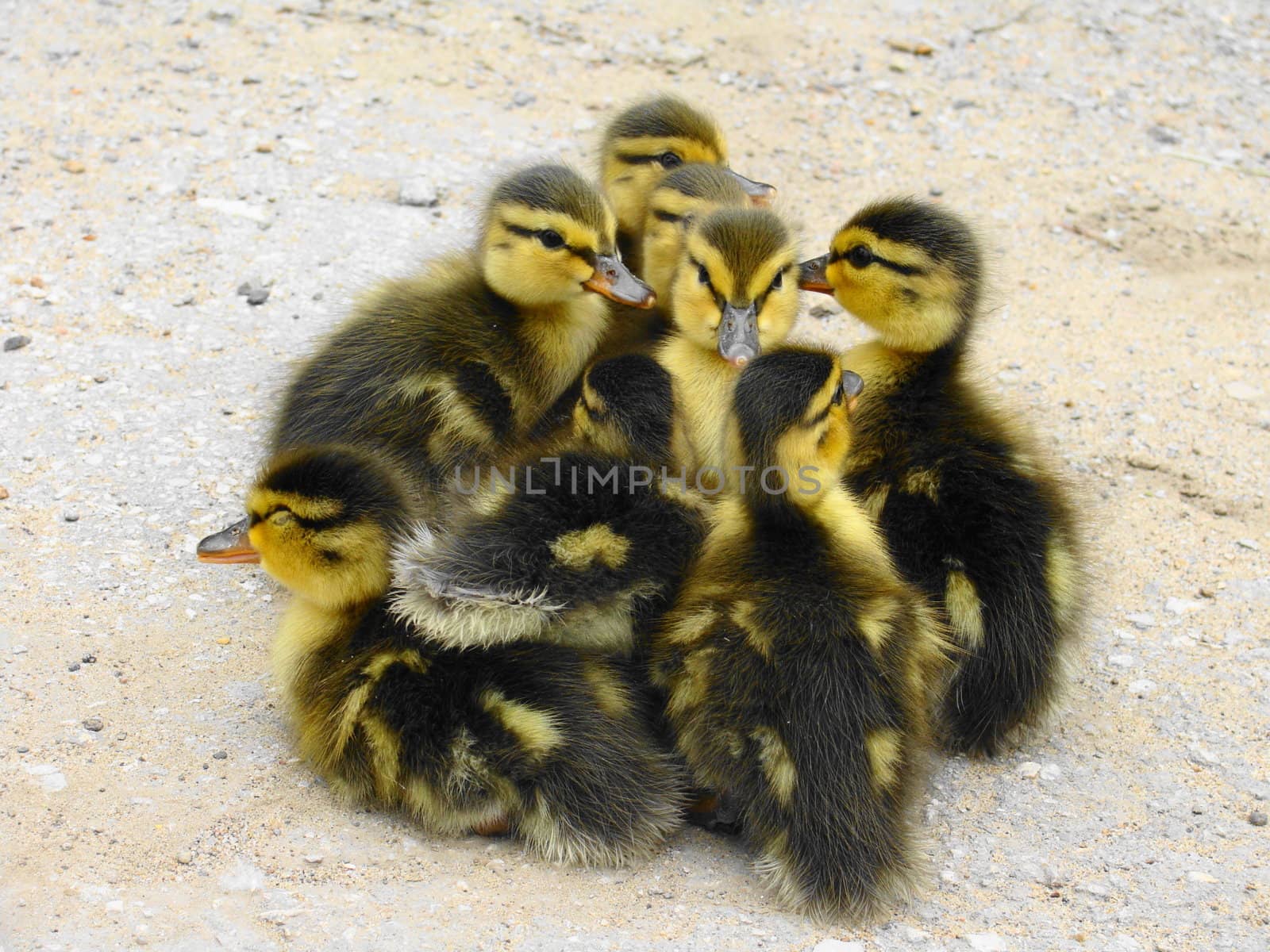 Small ducklings crowd on asphalt