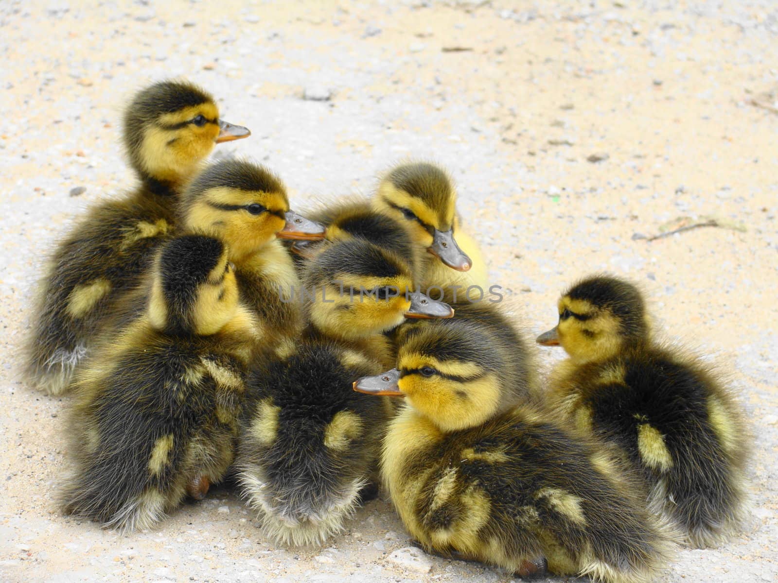 Ducklings by koletvinov
