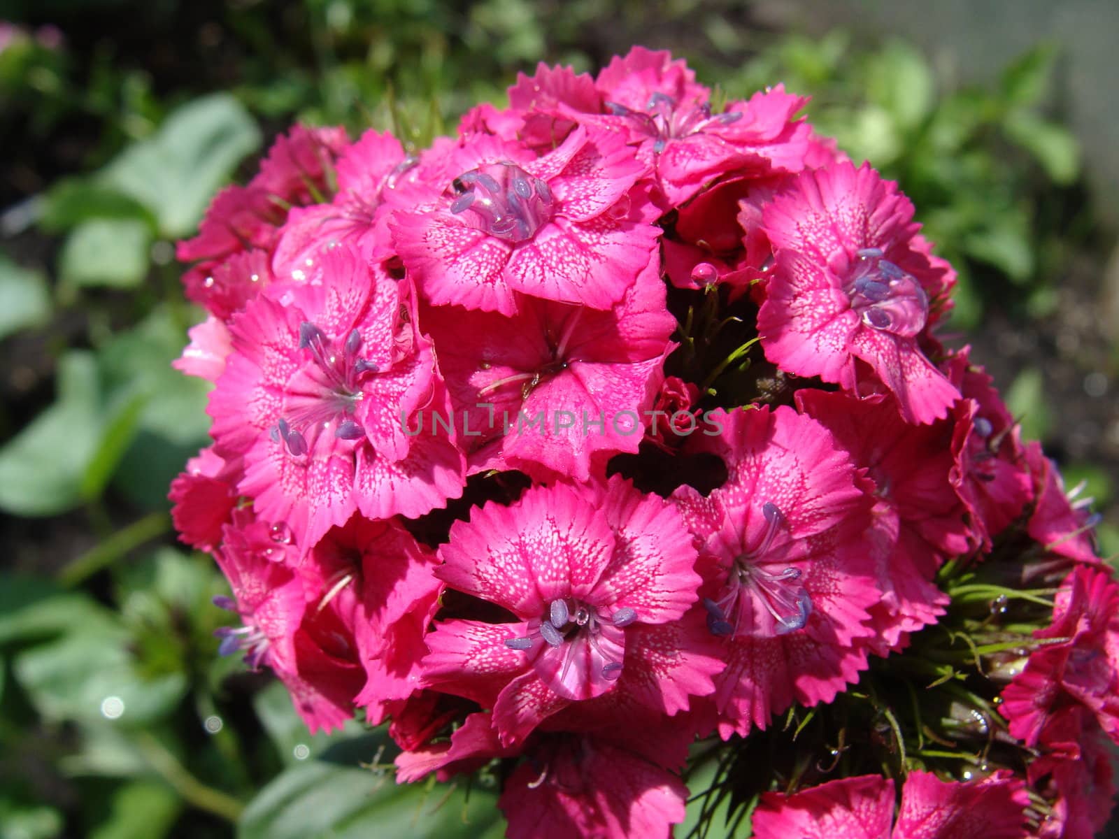 Water drops on petals of pink colours