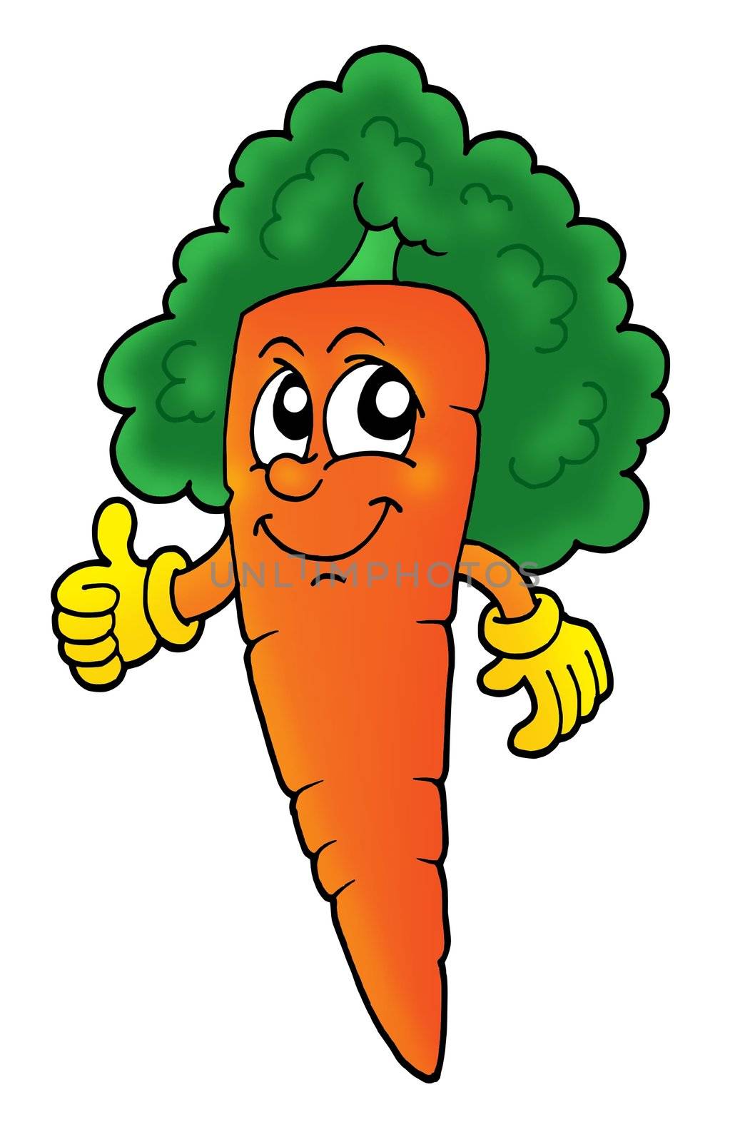 Curly orange carrot - color illustration.