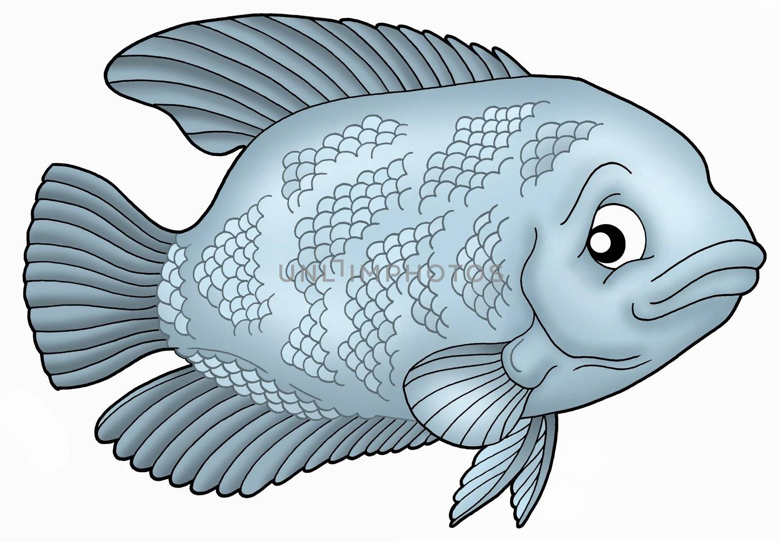 Blue Gurama fish - color illustration.