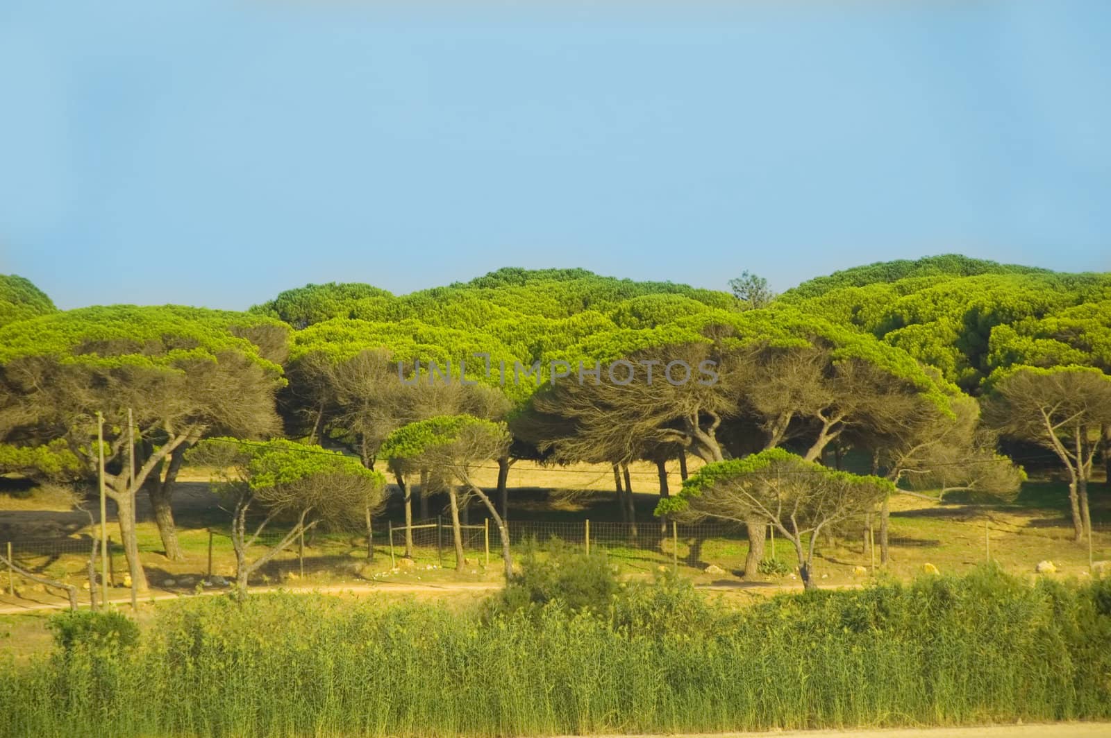 Shot of nature pine park view in Spain