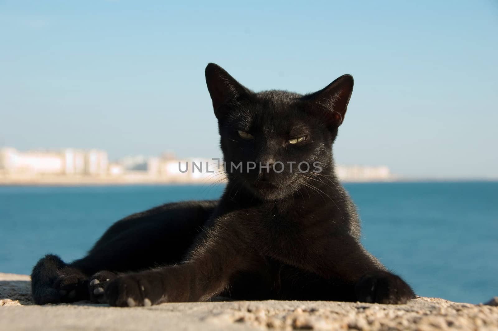 Costline view of stray cat on Cadiz, Spain