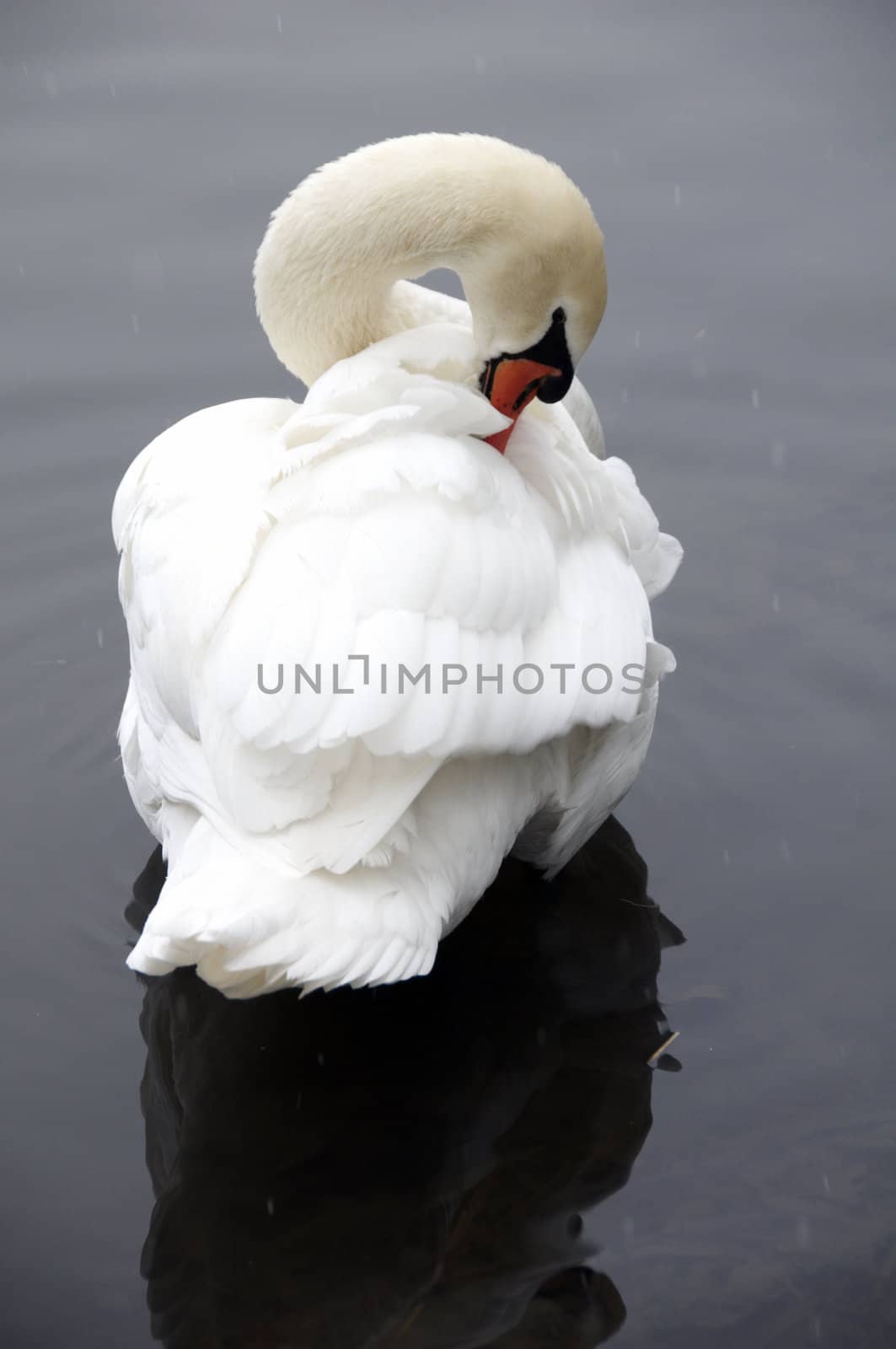 Swan by mbtaichi