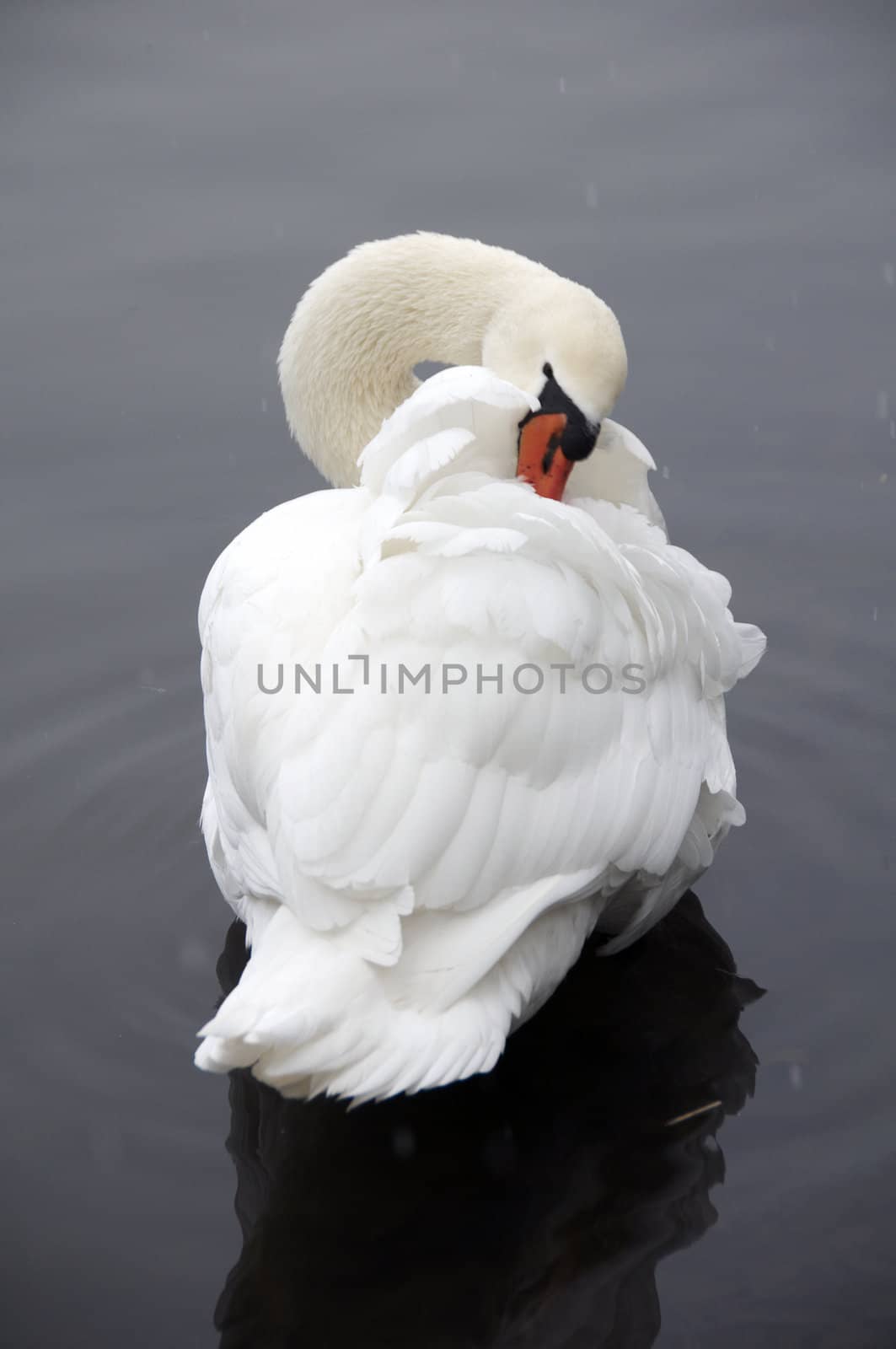 A swan on a lake in winter