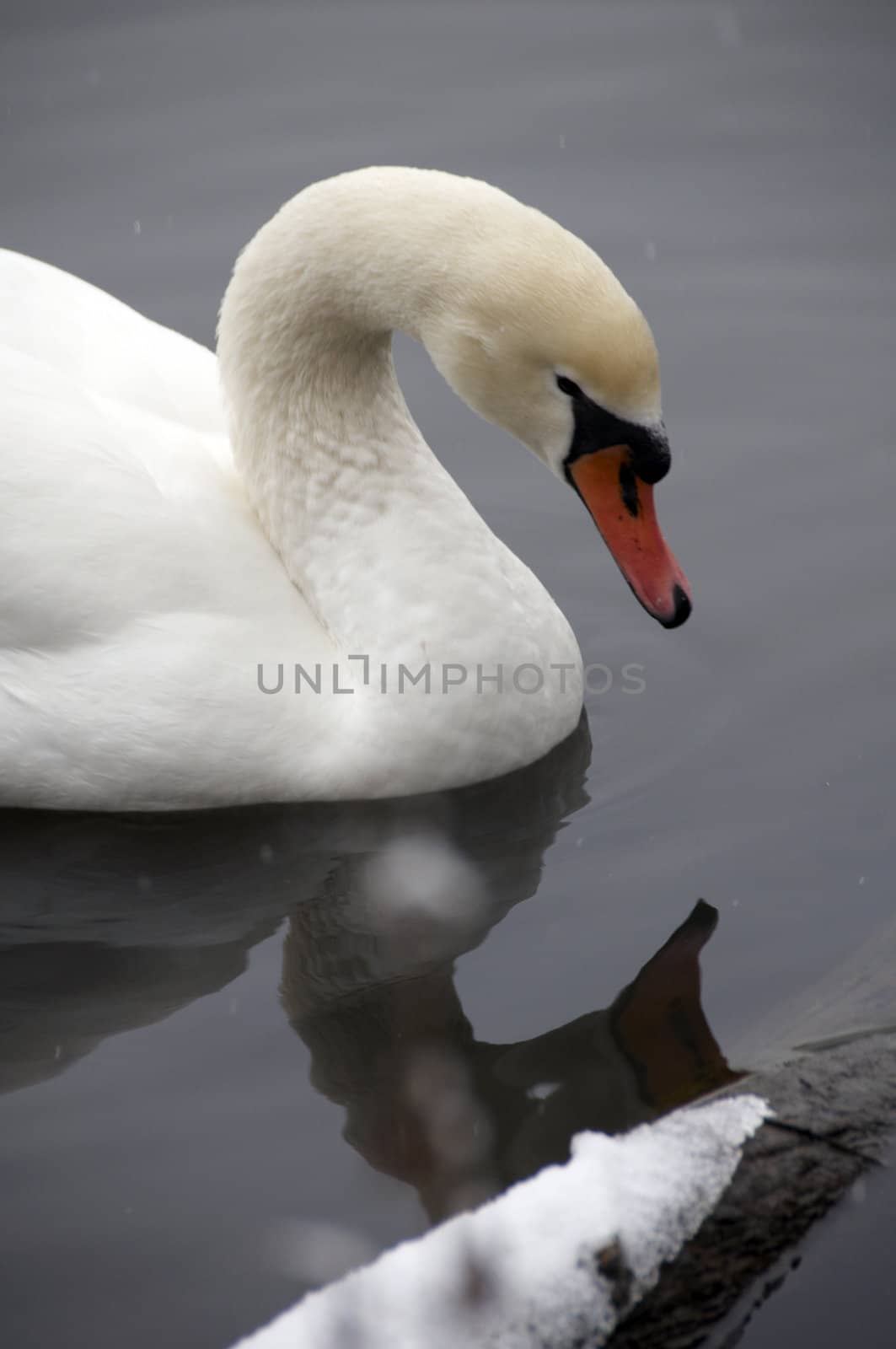 A swan on a lake in winter