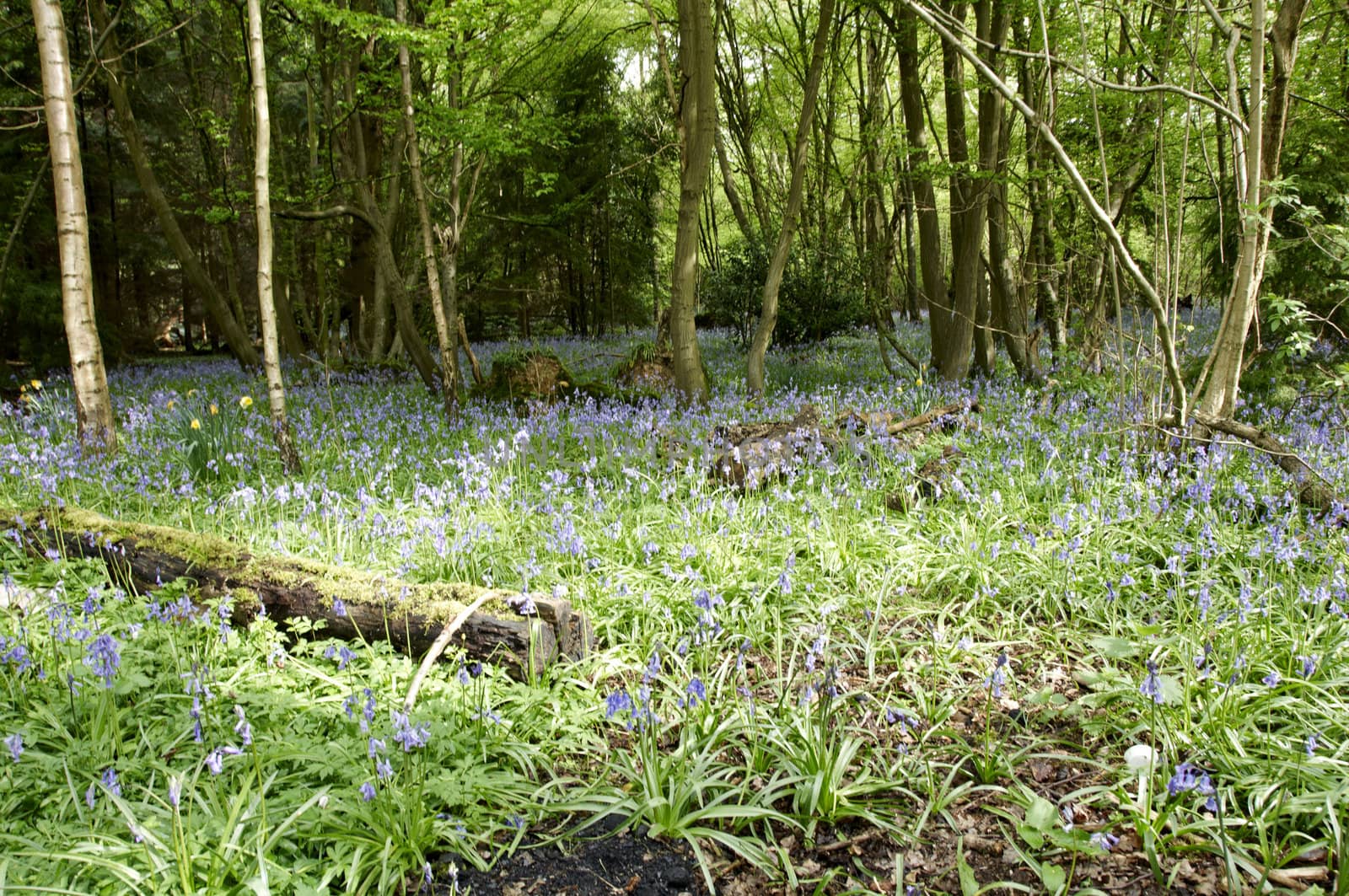 Bluebell in a woodland setting in spring