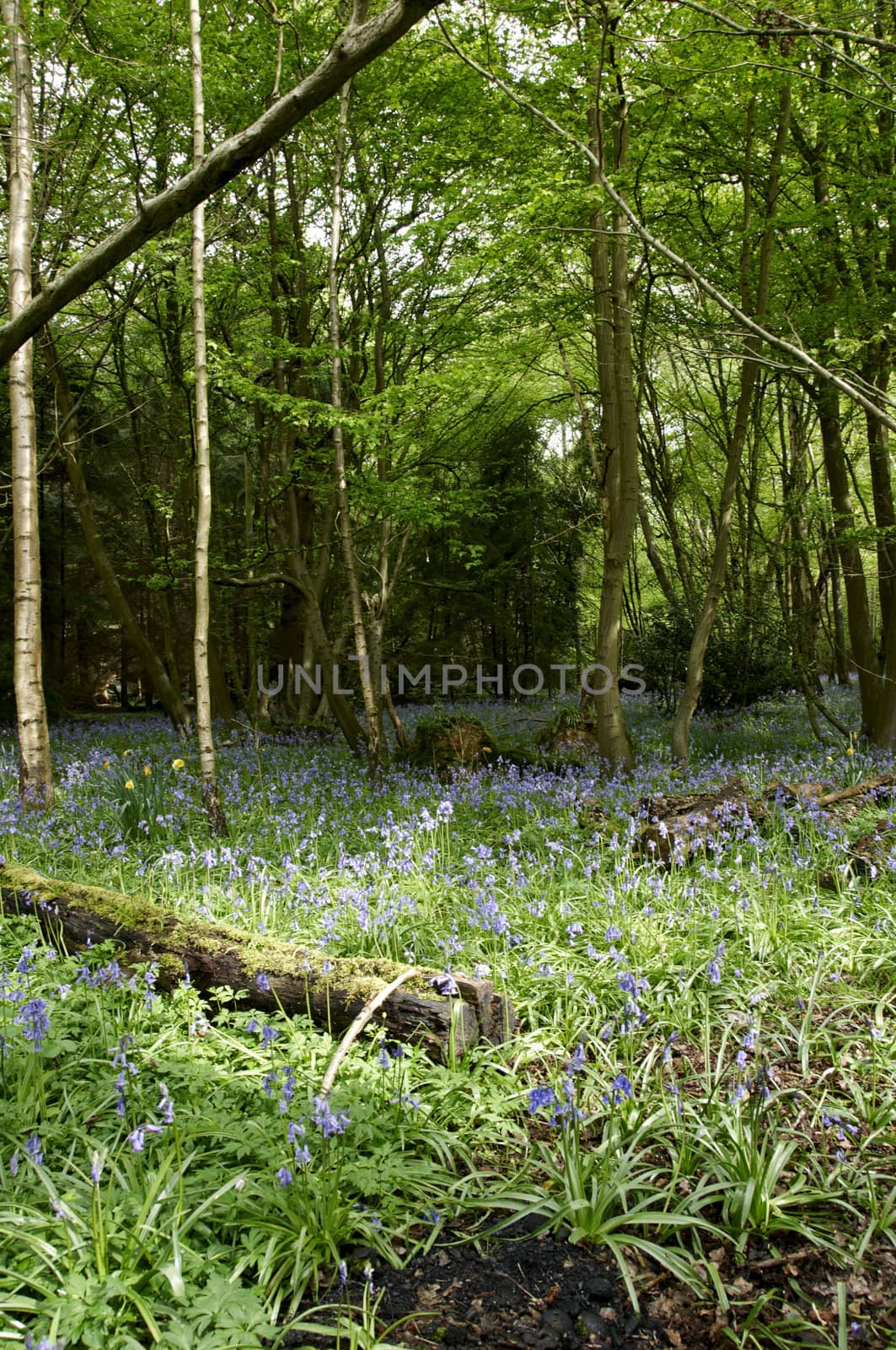 Bluebell in a wooland setting in spring