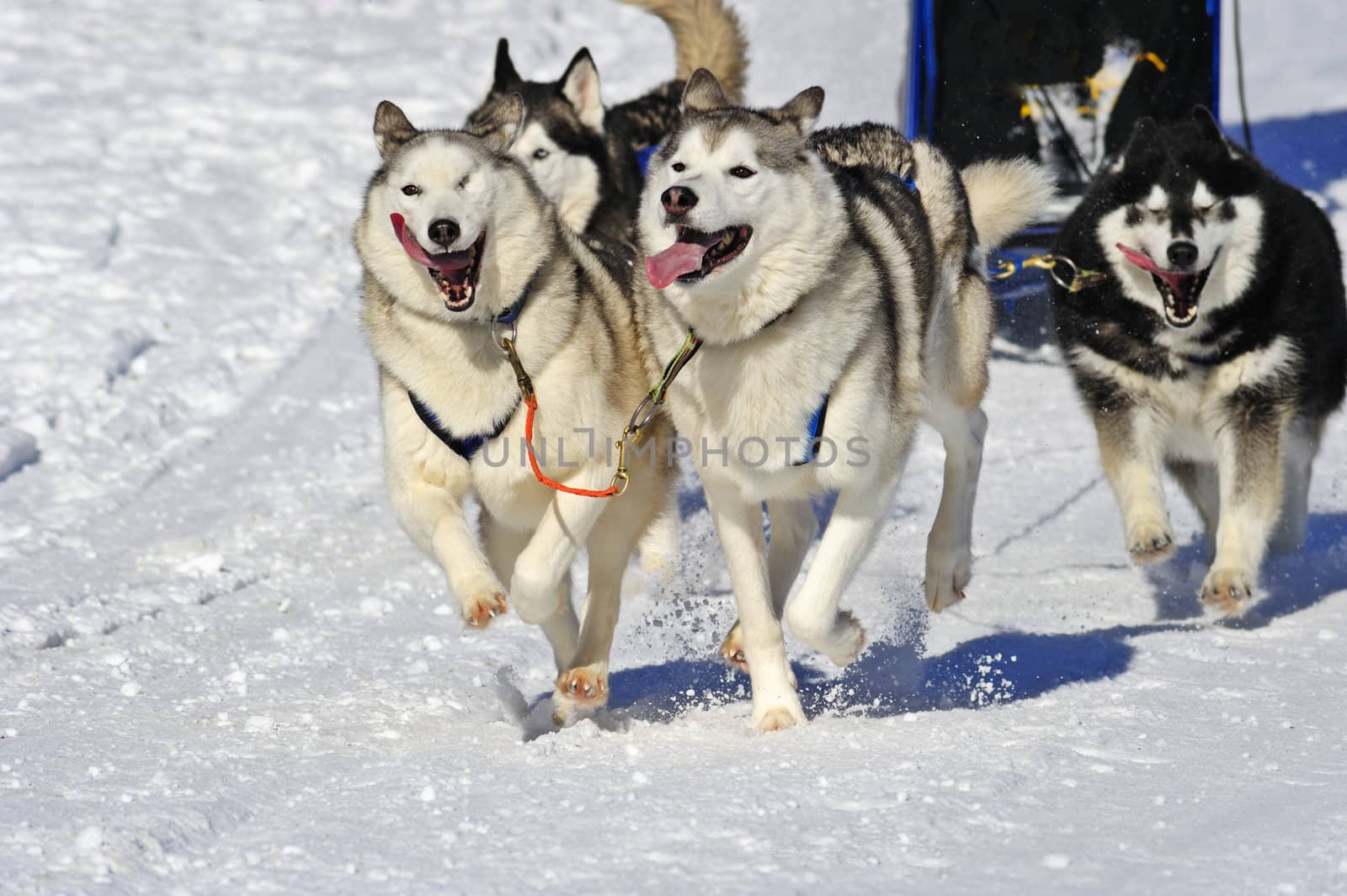 Team of Malamute sled dogs in action.  by Bateleur