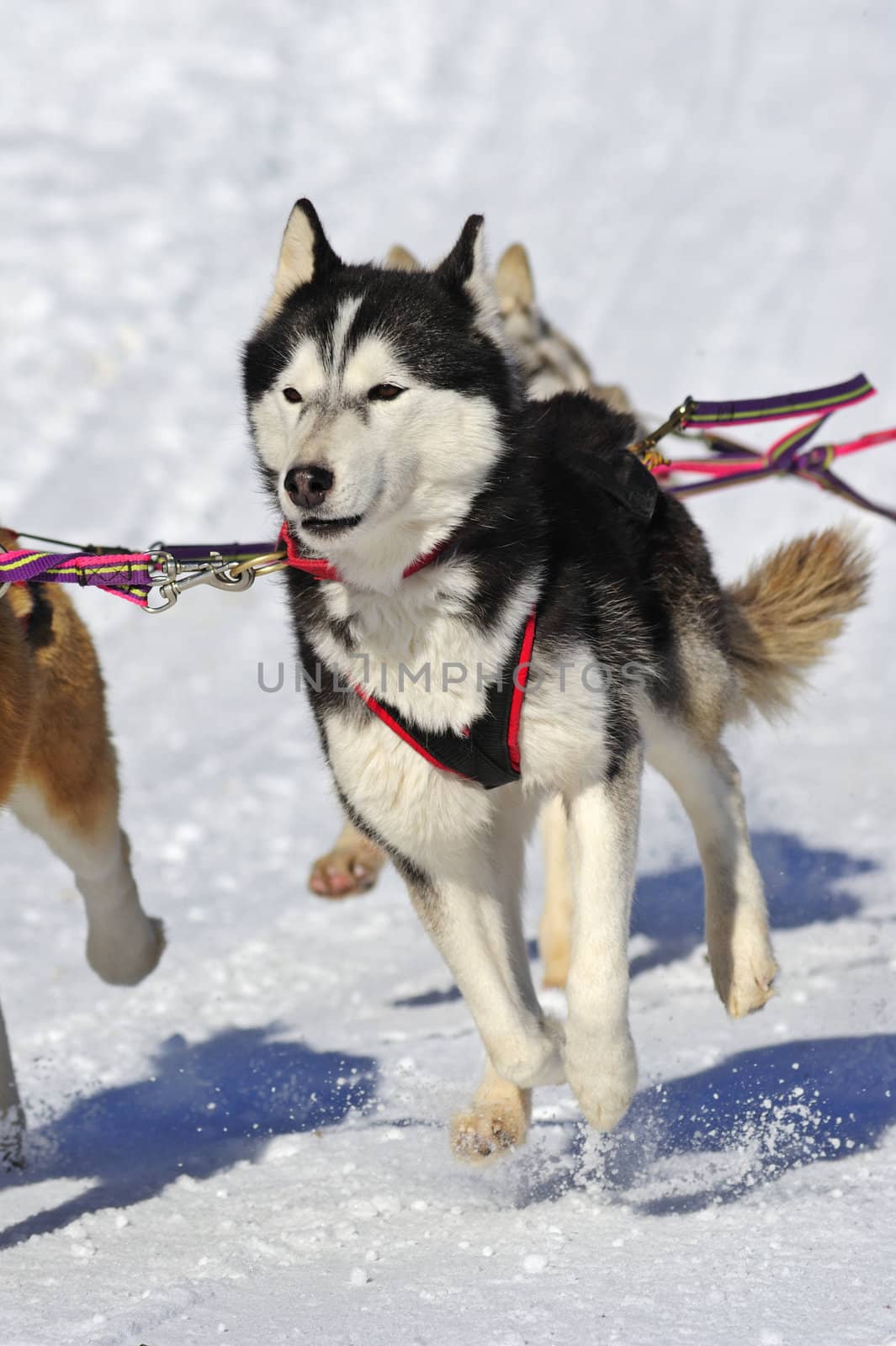 Close up of a young Malamute sled dog in a team, pulling a sled, the snow flying