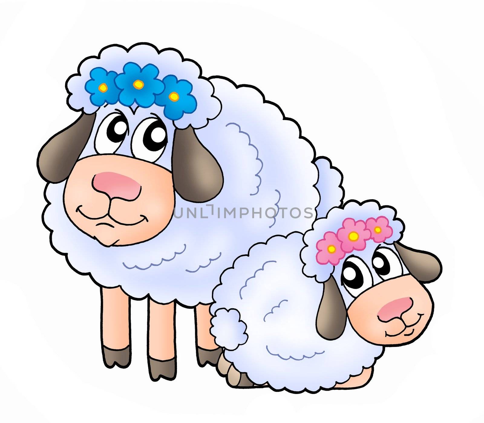 Color illustration of two white sheeps.