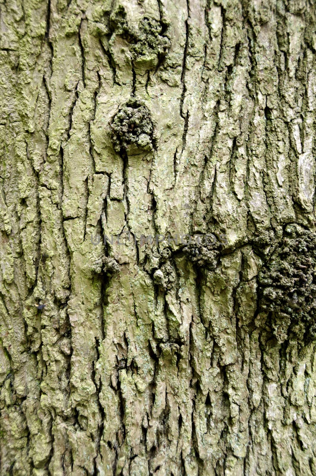 Close up detail of the texture on a tree trunk