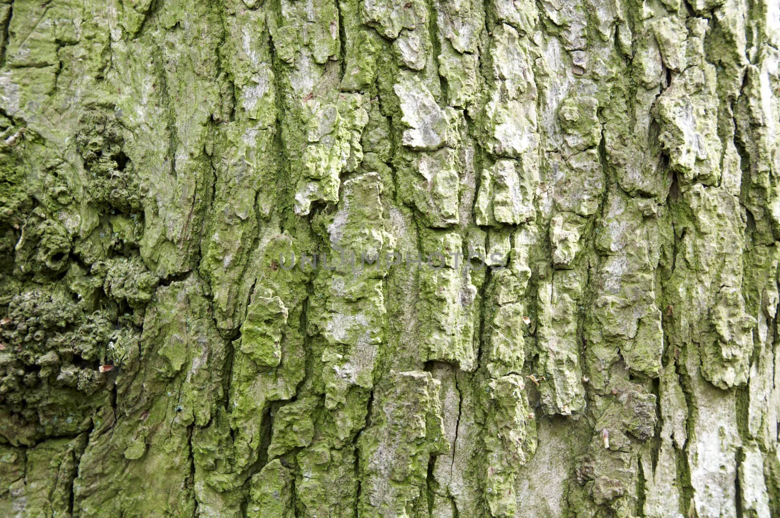 Close up detail of the texture on a tree trunk