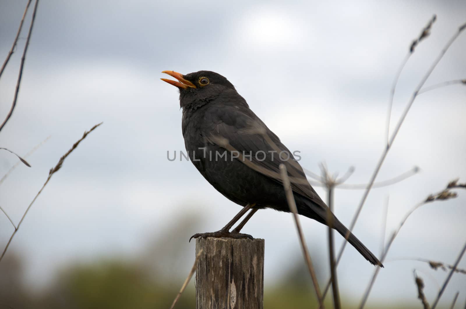 A bird sitting on afence post with a cloudy sky in the background