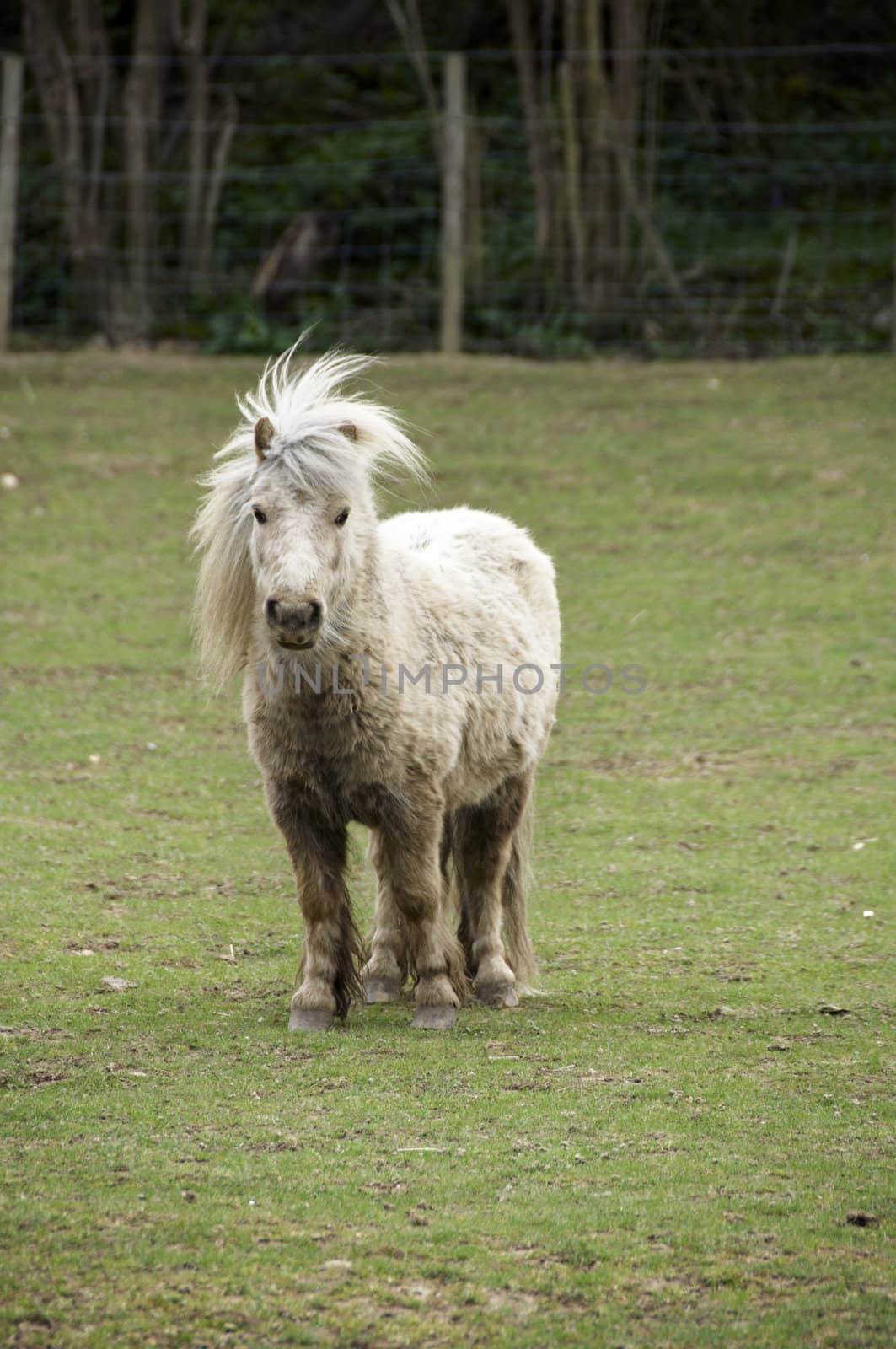 Shetland pony in a field with trees in the background