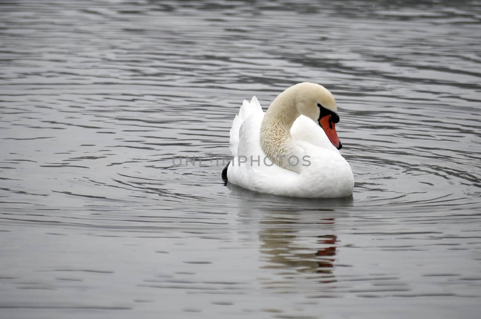 A swan on a lake in winter