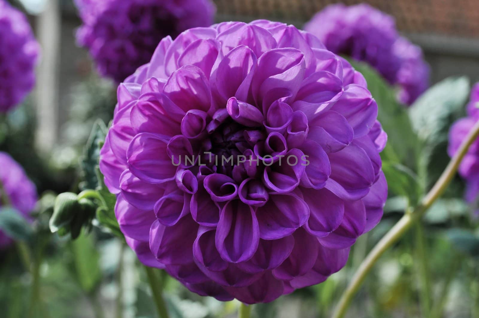 Purple Flower by rigamondis