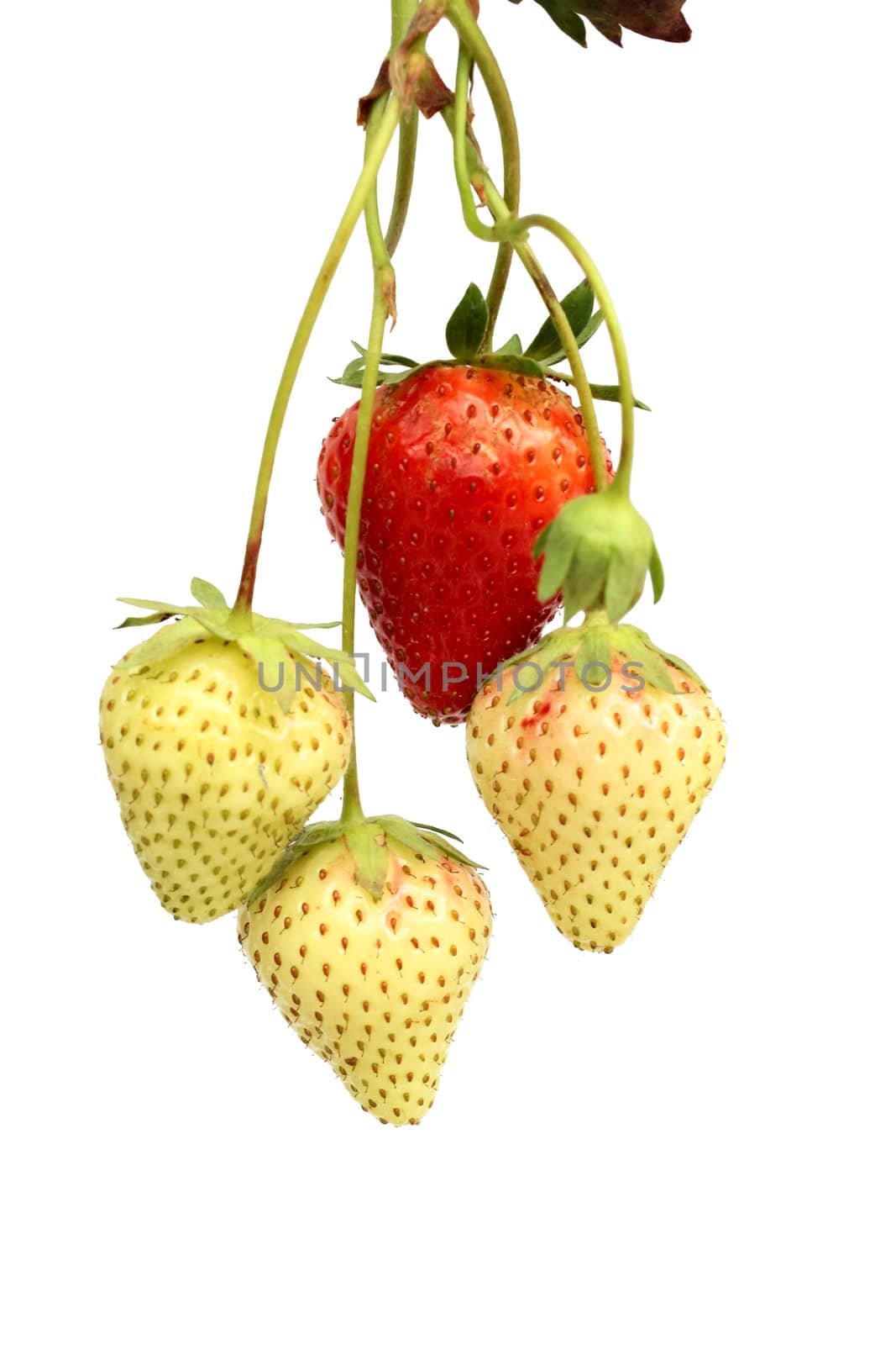 Red and green strawberries, isolated on white background