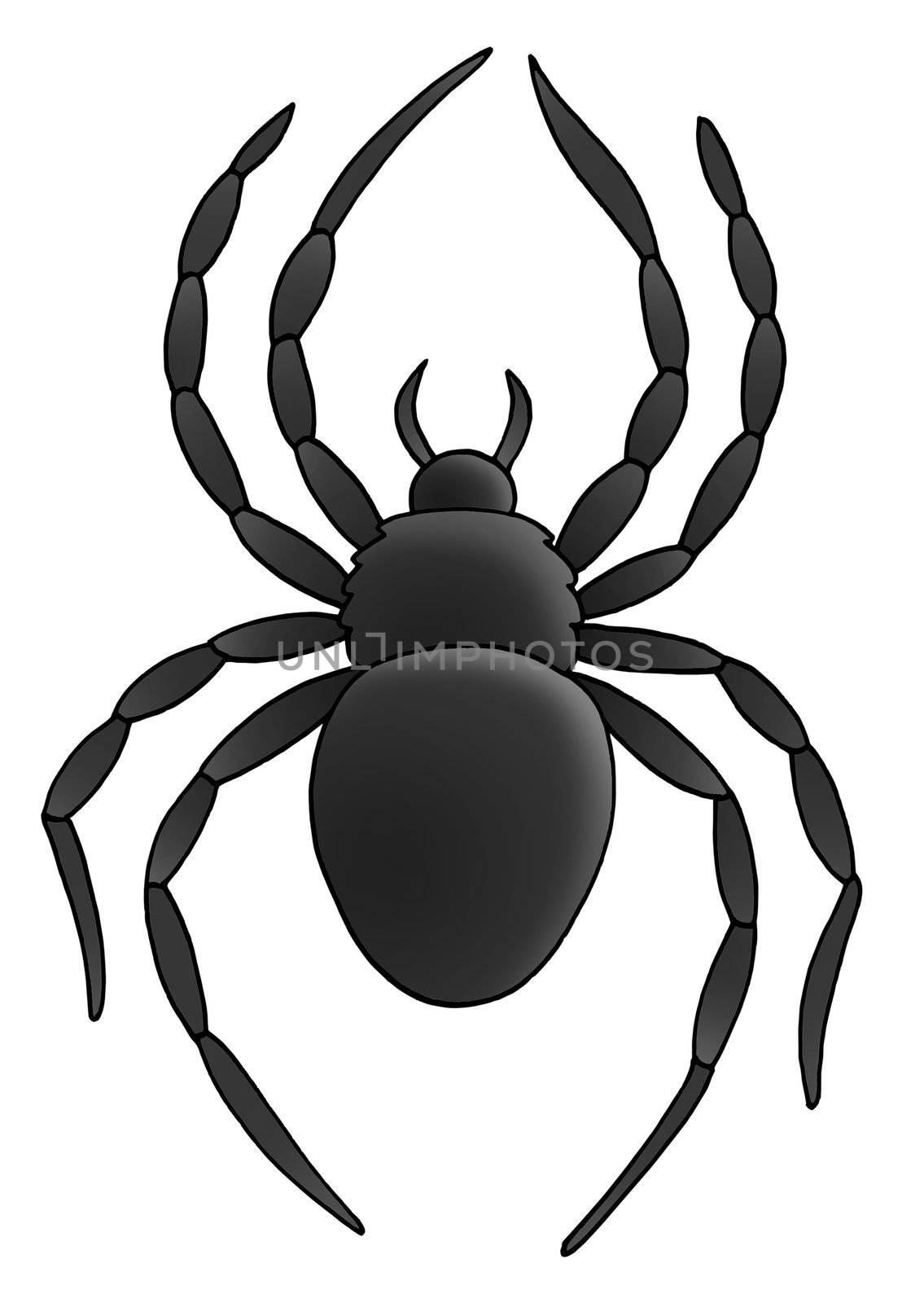 Spider on white background - illustration.