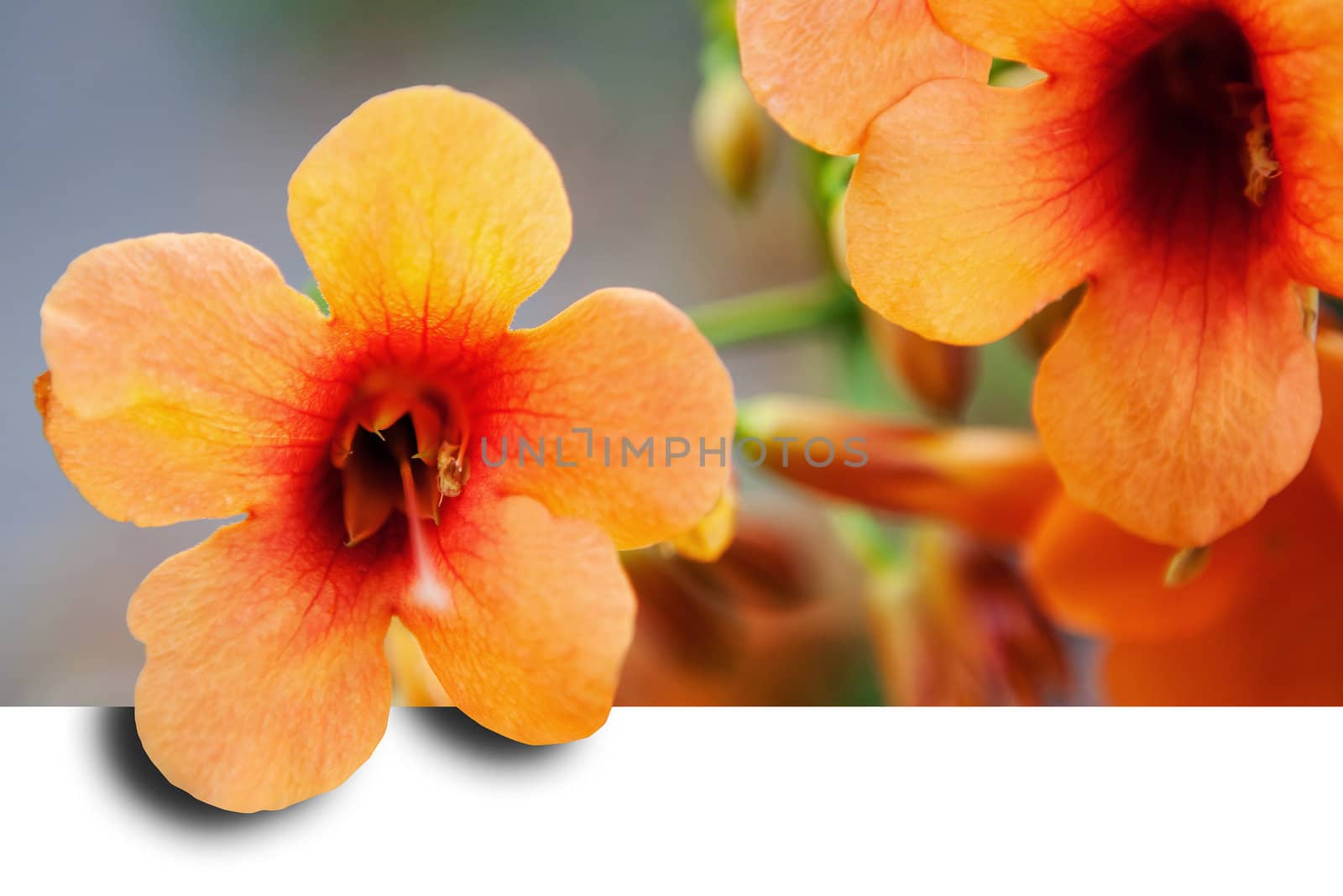 orange flower by carloscastilla