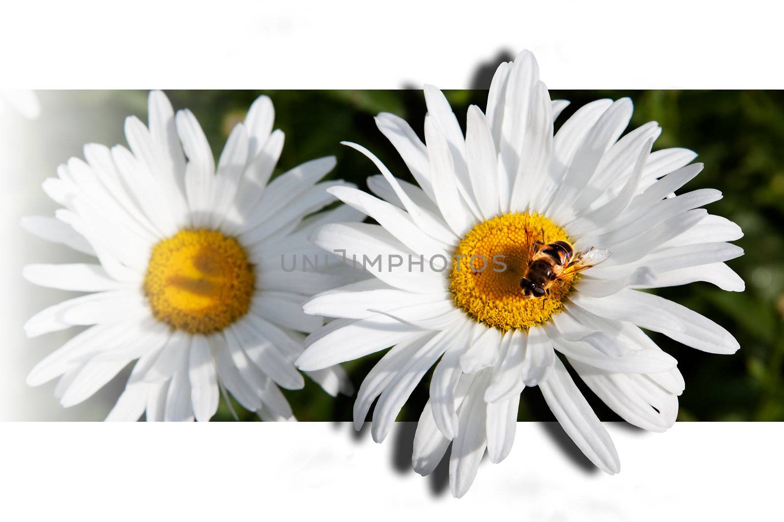 daisy with bee isolated in white