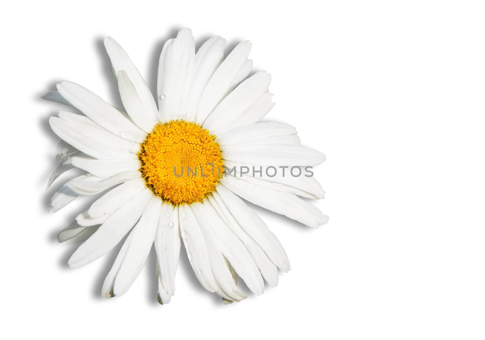 daisy isolated in white