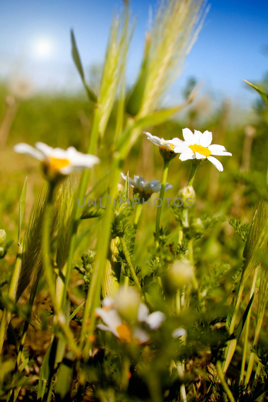  close up image field of daisy