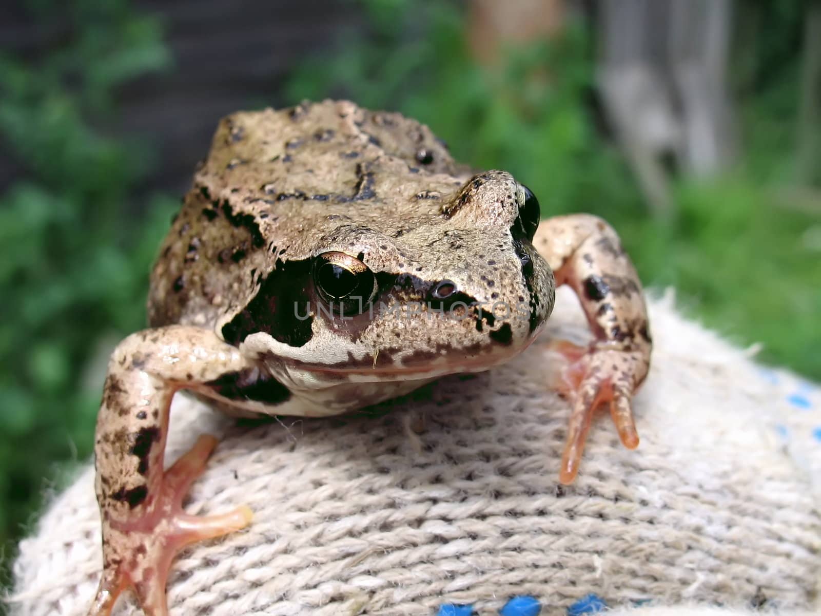 Small frog on a hand of the farmer