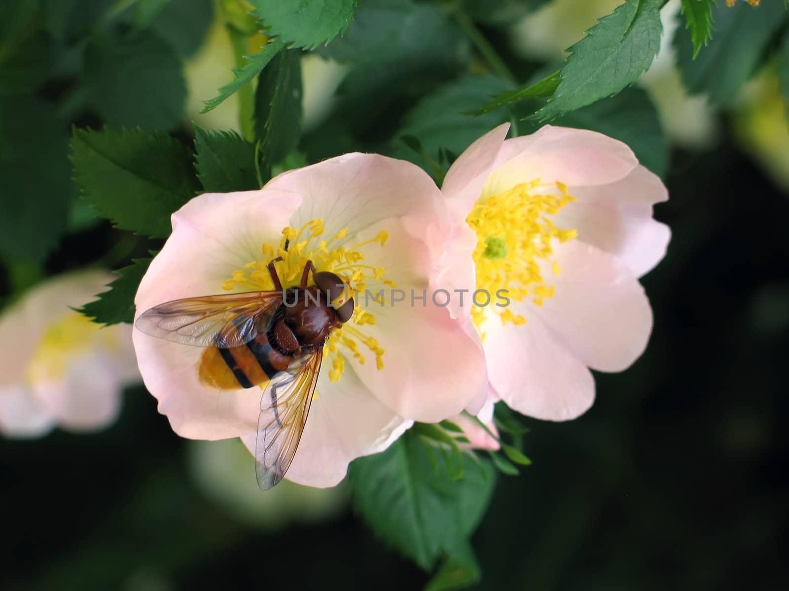 The bee collects nectar on a flower of a tea rose