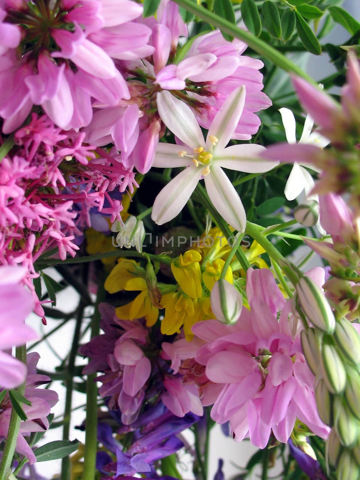 Bouquet of spring wild flowers