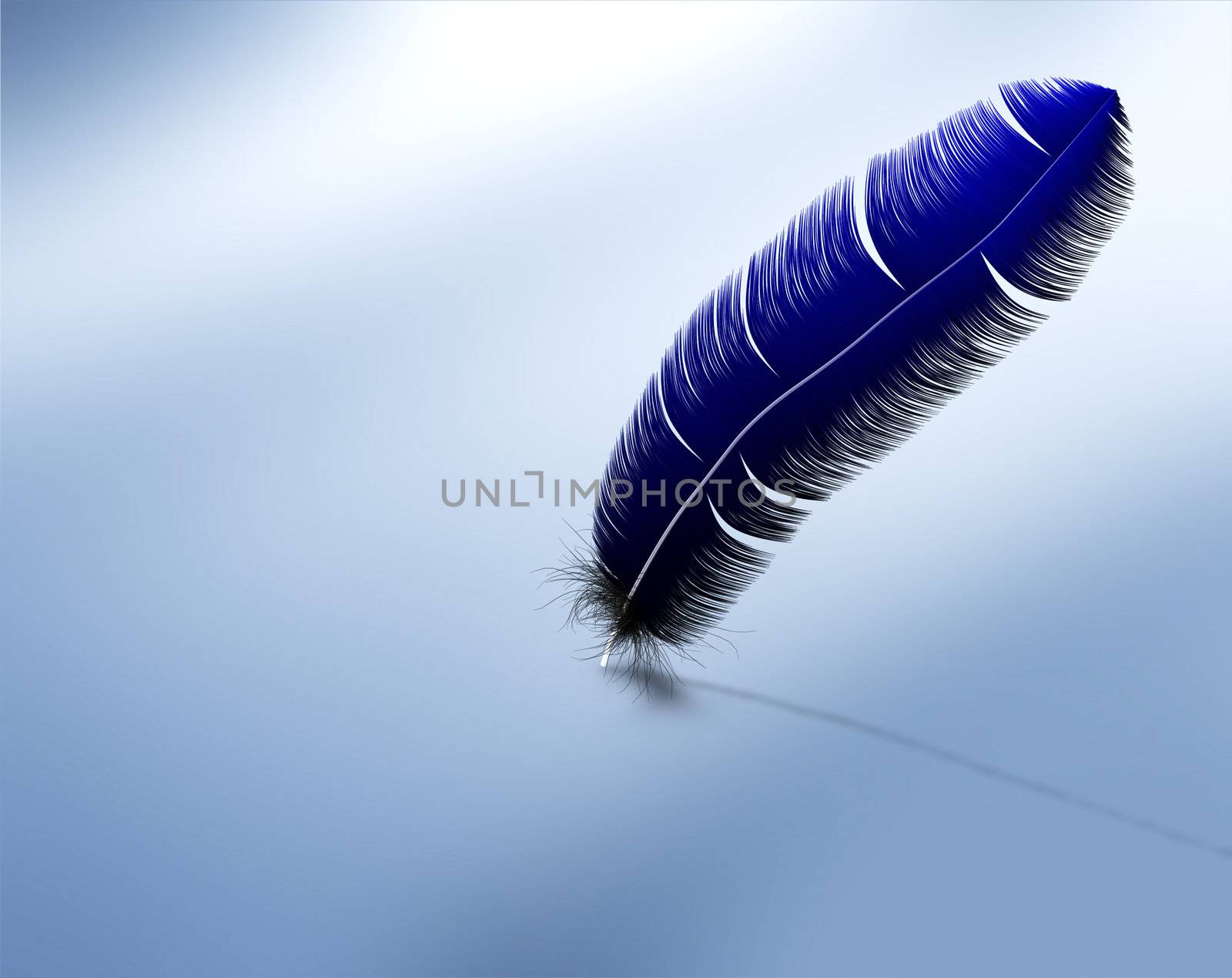 Blue feather with empty background