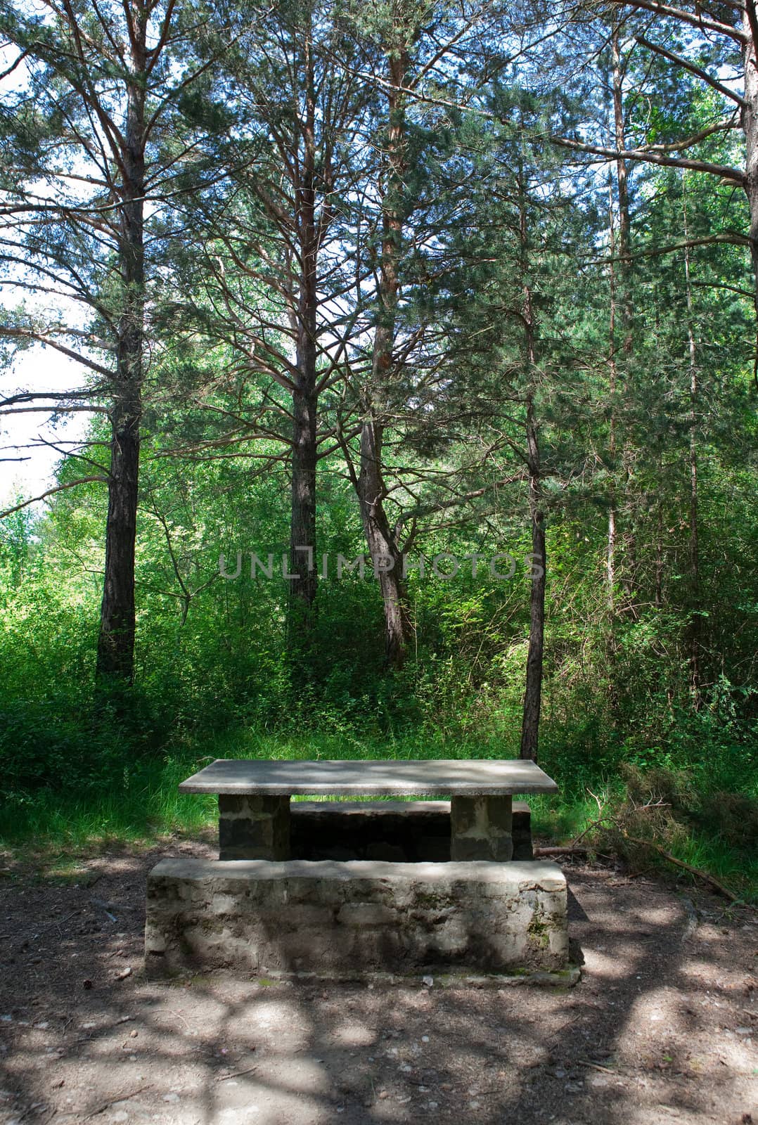 Picnic table among the trees of the forest