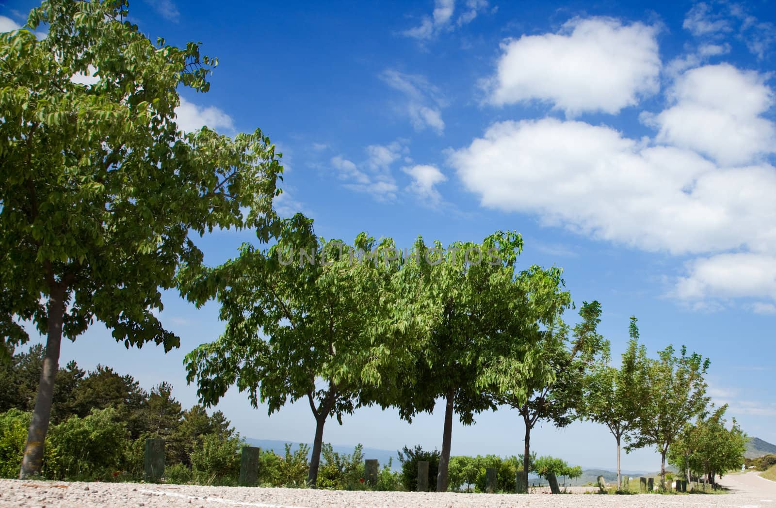 Tree in single file against the blue sky