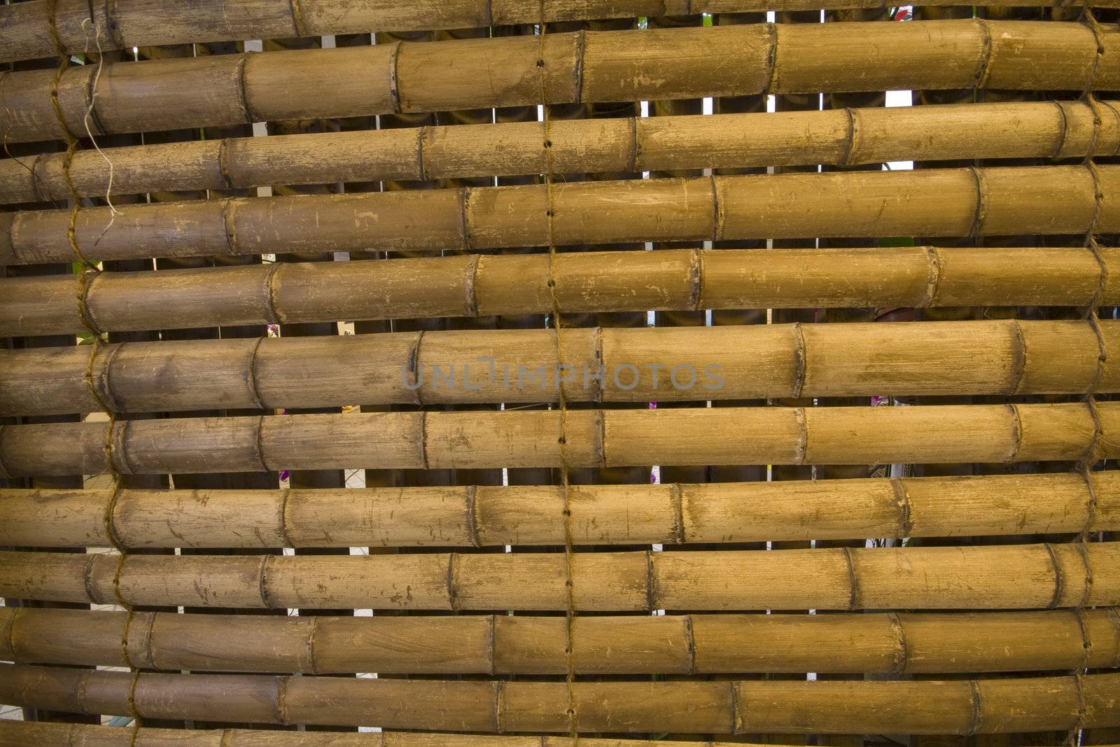 It is a shot of japanese bamboo background
