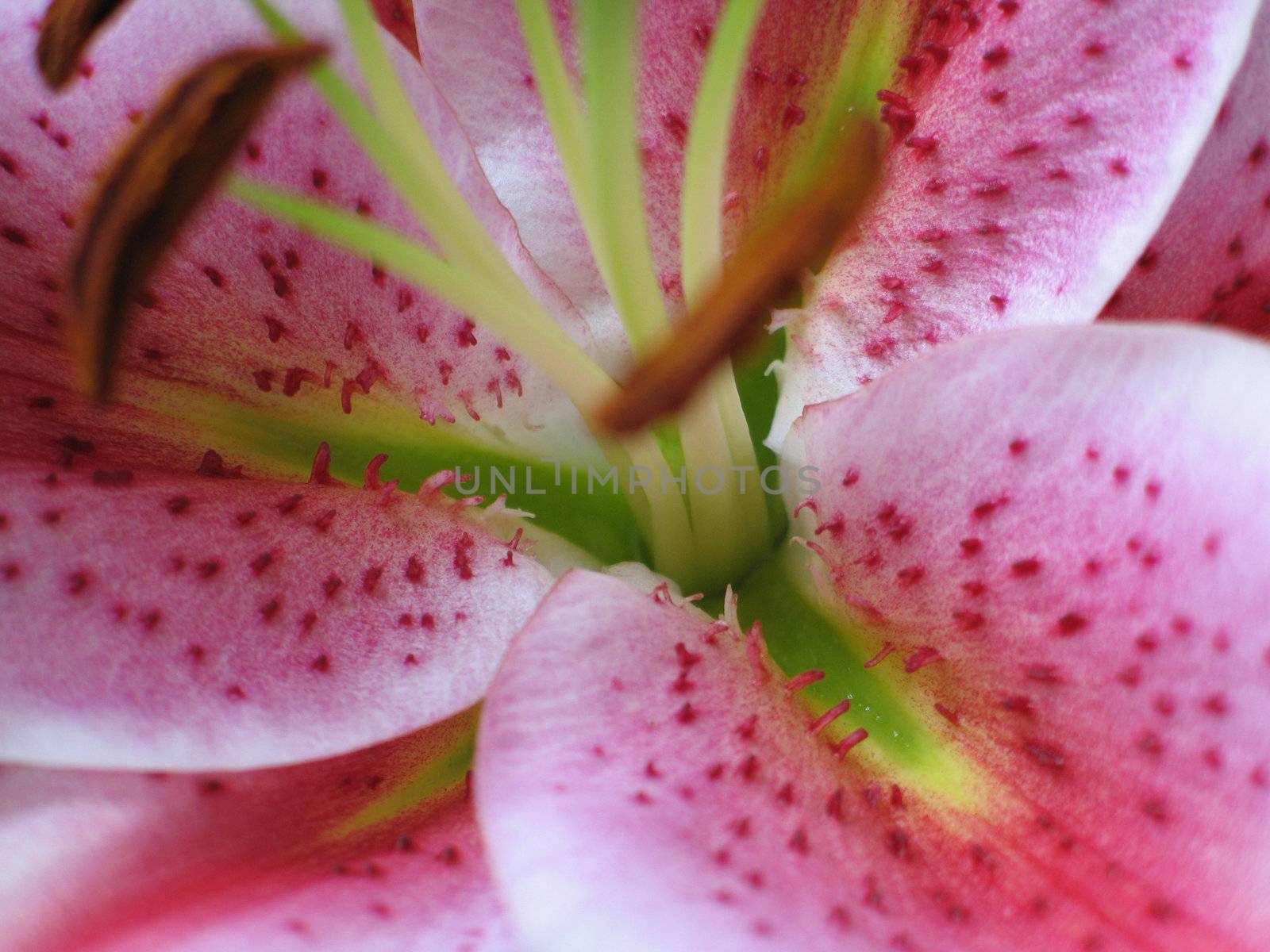 pink flower exterme close-up by mmm