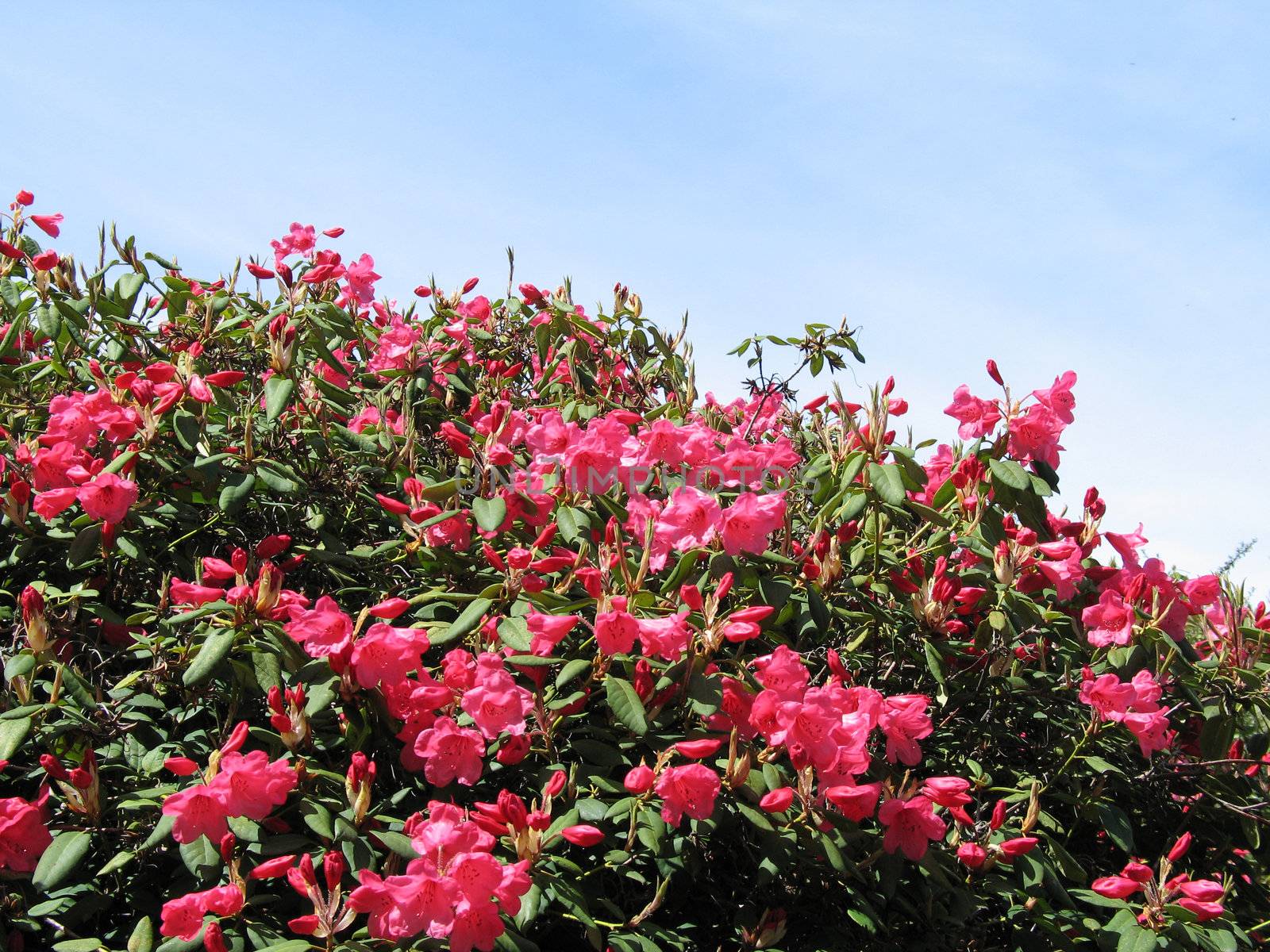 pnik flowers in a tree