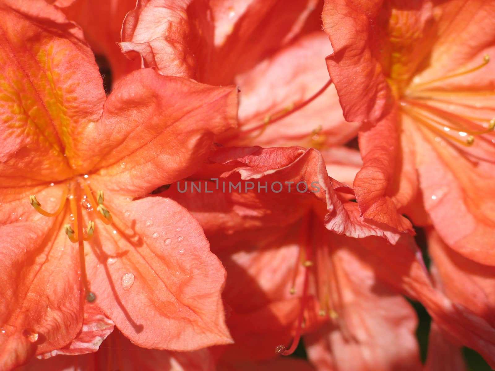 orange flower close-up by mmm