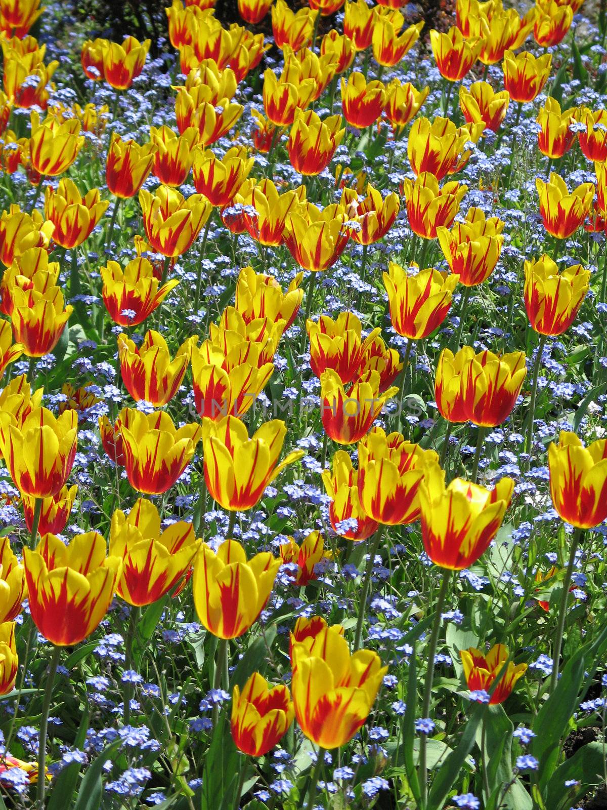 yellow and red tulip garden