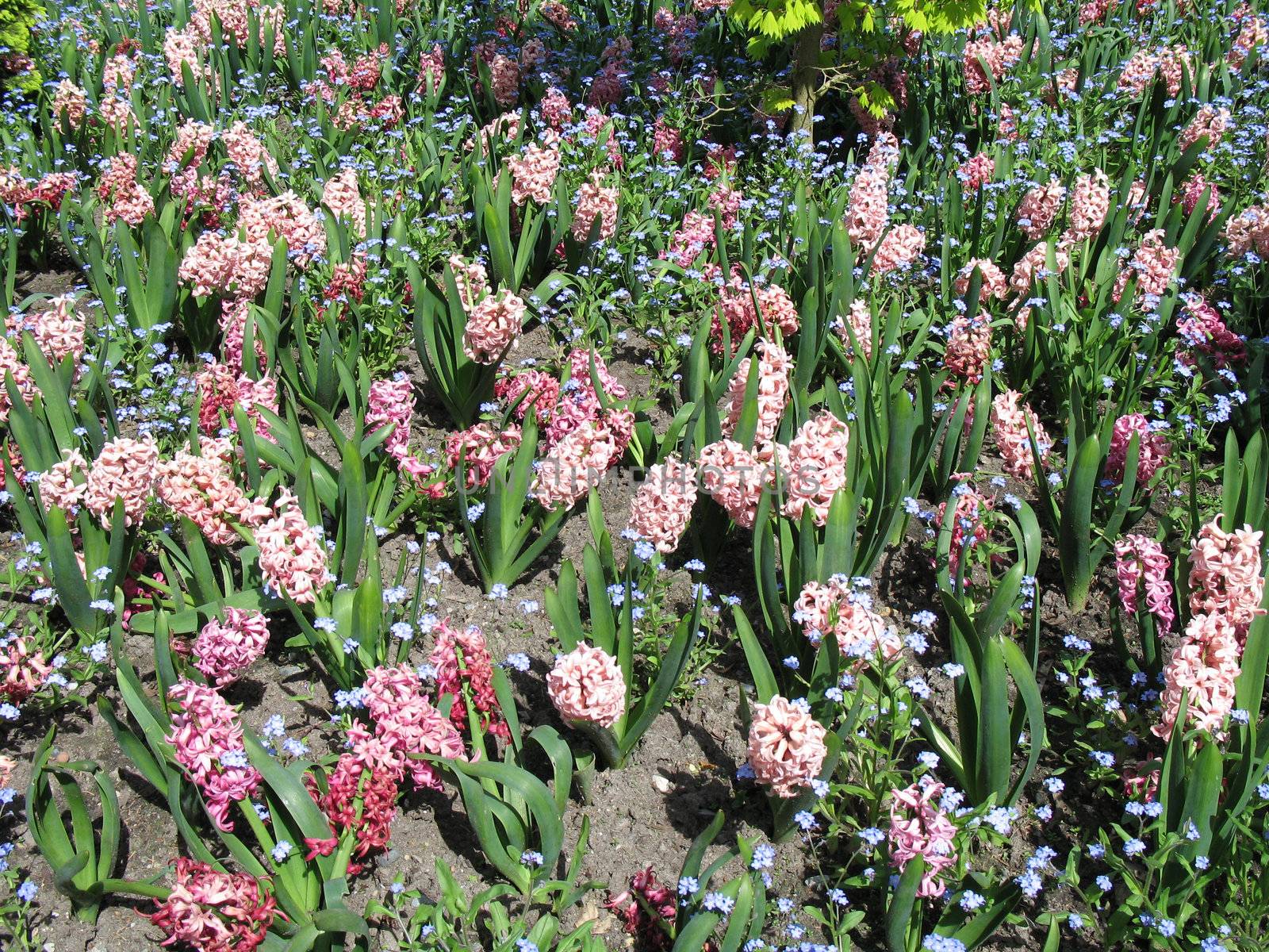 flower garden after the rain