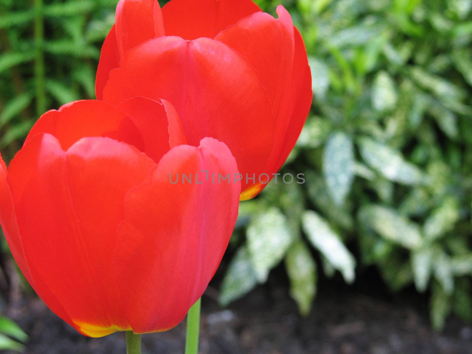 red tulips close-up