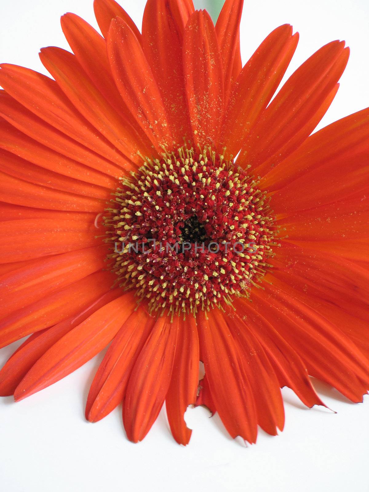orange daisy close-up by mmm