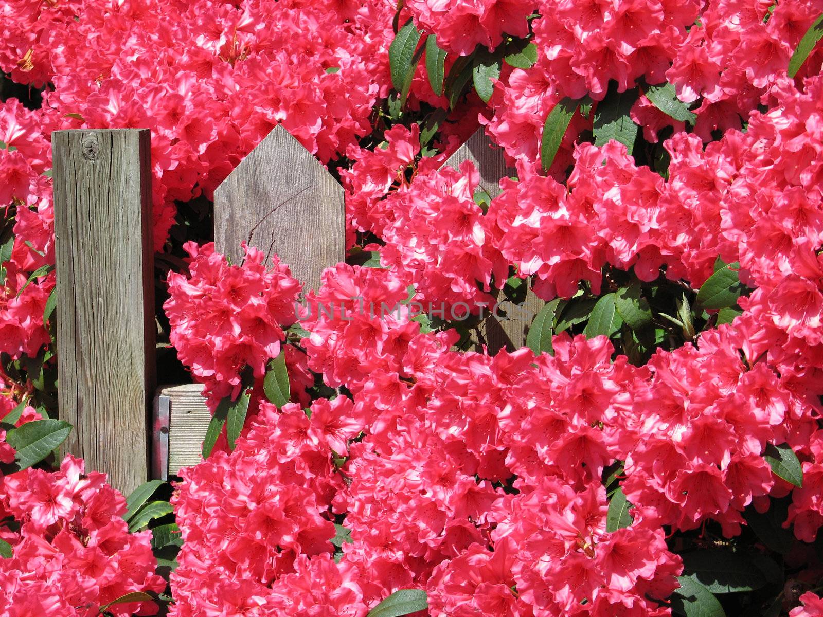 pink rhododendron on a fence