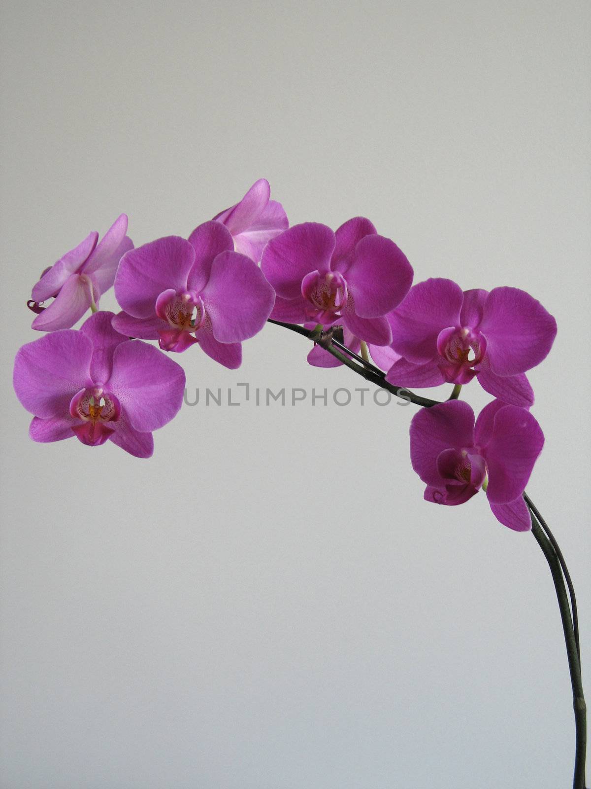 purple orchids by mmm