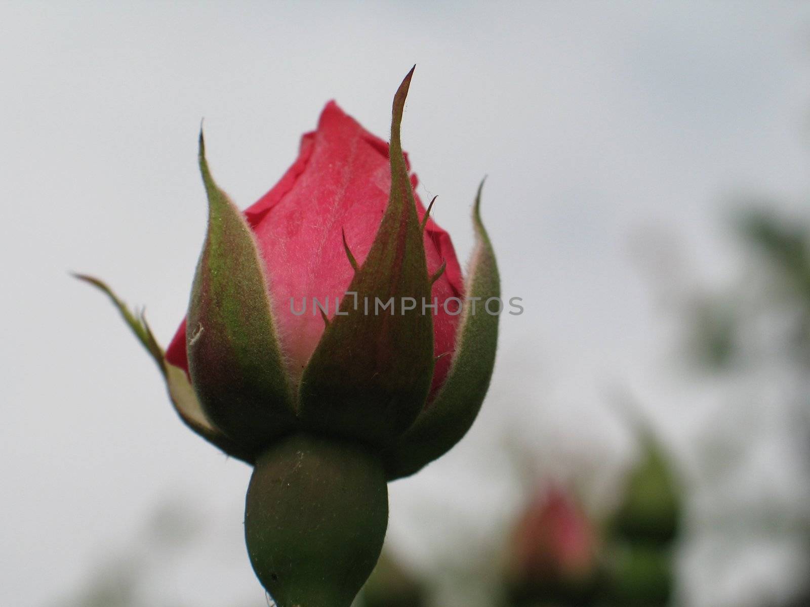 pink rose bud by mmm