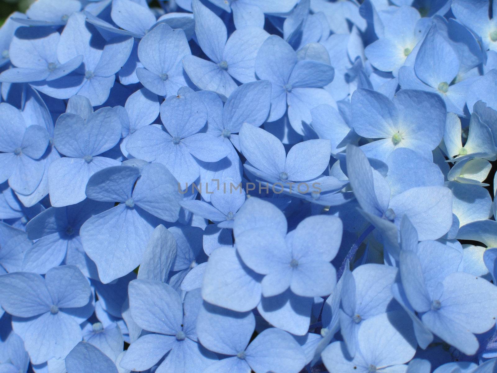 blue hydrangea close-up by mmm