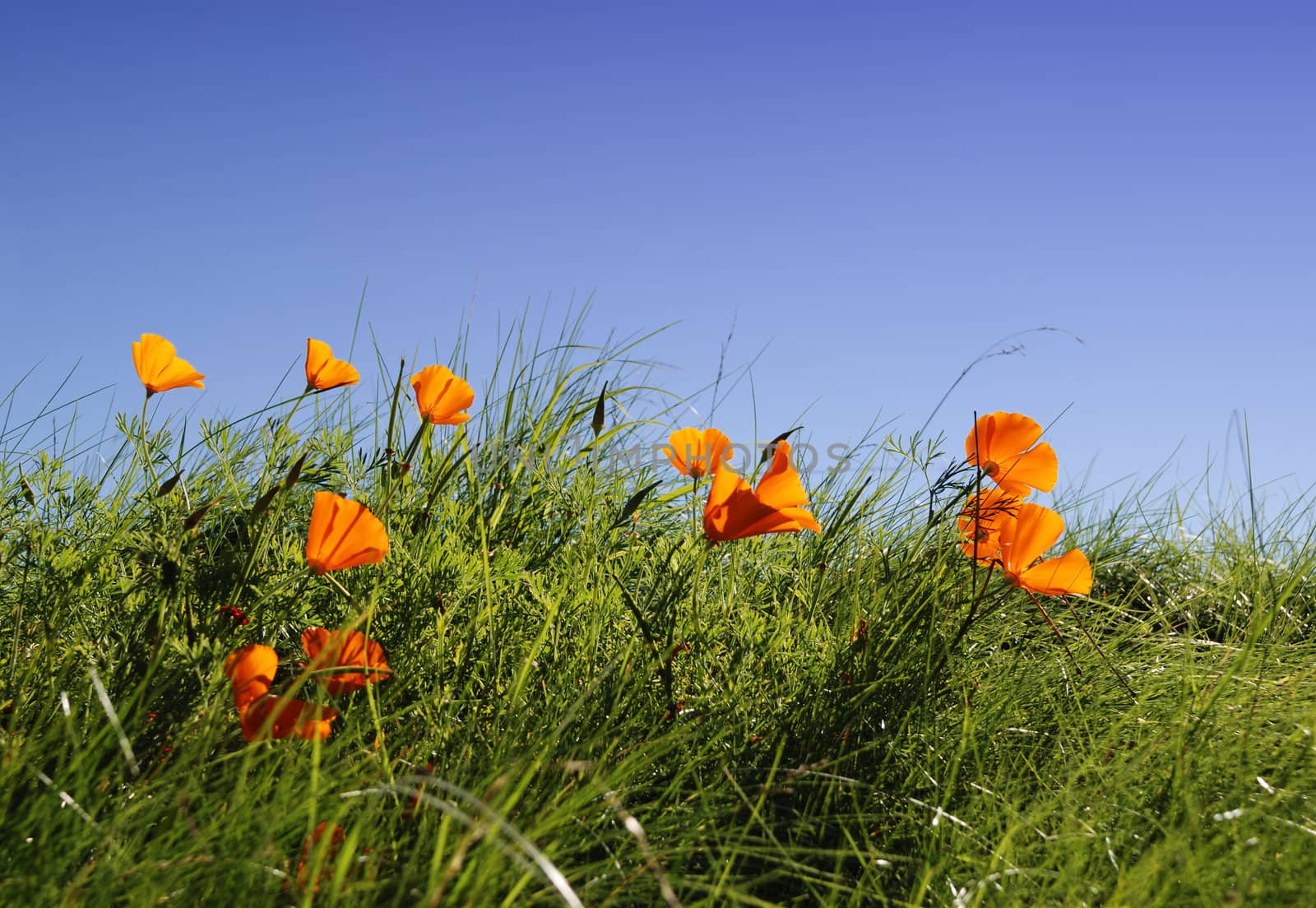 Californian poppy in the grass with blue sky in background