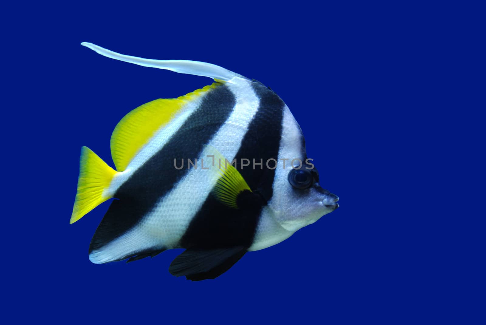 Feather-Fin Bullfish / Bannerfish (Heniochus acuminatus) on blue background